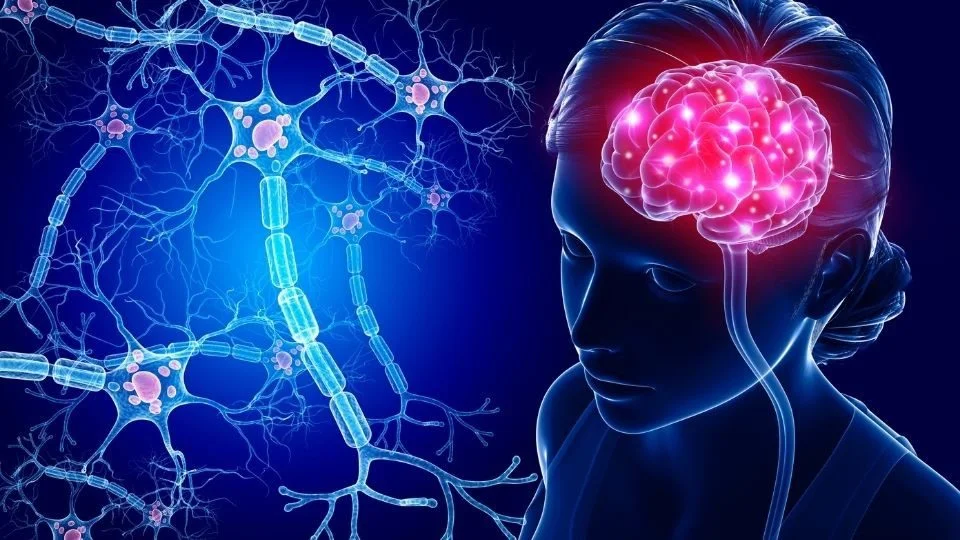 بروزرسانی مغز از طریق سیناپس های جدید