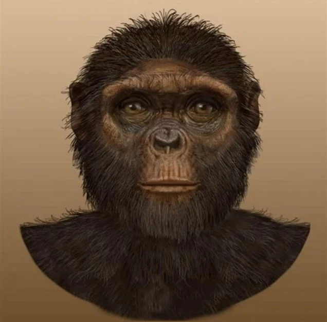 شامپانزه