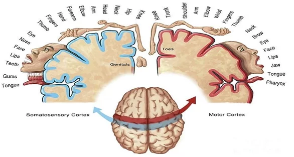 sensory homunculus&motor homunculus