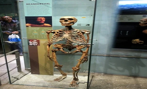 اسکلت